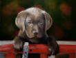 gallery/hondje op rood hekje