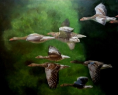 gallery/ganzen in vlucht